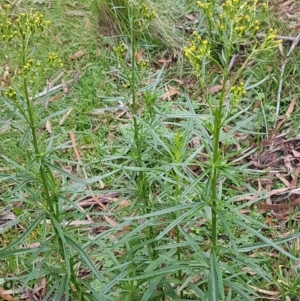 Senecio diaschides at Paddys River, ACT - 1 Jun 2020