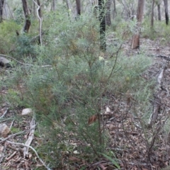 Cassinia longifolia (Shiny Cassinia, Cauliflower Bush) at Black Mountain - 30 May 2020 by Sarah2019