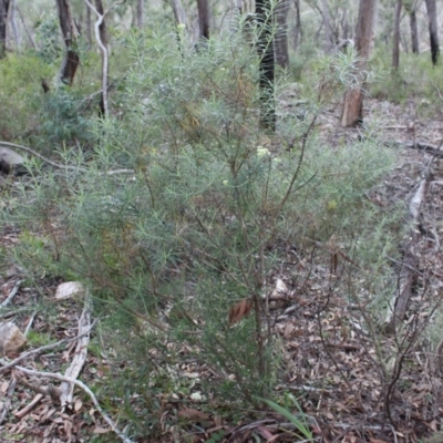 Cassinia longifolia (Shiny Cassinia, Cauliflower Bush) at Black Mountain - 30 May 2020 by Sarah2019