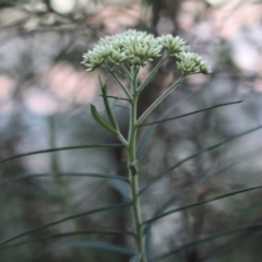 Cassinia longifolia at Hackett, ACT - 30 May 2020