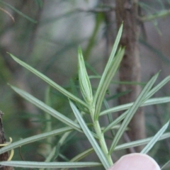 Cassinia longifolia at Hackett, ACT - 30 May 2020