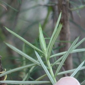 Cassinia longifolia at Hackett, ACT - 30 May 2020