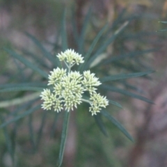 Cassinia longifolia at Hackett, ACT - 30 May 2020 06:13 PM