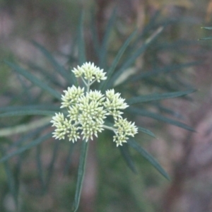 Cassinia longifolia at Hackett, ACT - 30 May 2020 06:13 PM