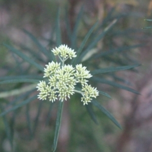 Cassinia longifolia at Hackett, ACT - 30 May 2020
