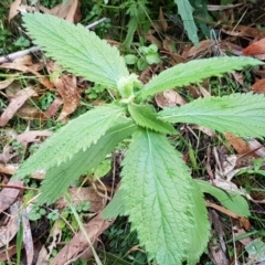 Urtica incisa (Stinging Nettle) at Paddys River, ACT - 1 Jun 2020 by trevorpreston