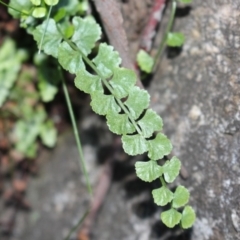 Asplenium flabellifolium (Necklace Fern) at Hackett, ACT - 30 May 2020 by Sarah2019