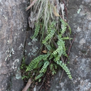 Asplenium flabellifolium at Hackett, ACT - 30 May 2020 05:14 PM