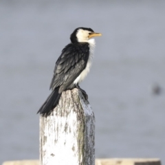 Microcarbo melanoleucos (Little Pied Cormorant) at Belconnen, ACT - 25 May 2020 by Alison Milton