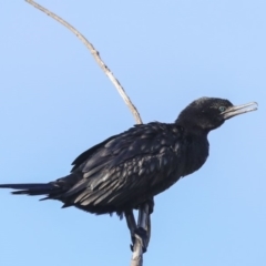 Phalacrocorax sulcirostris (Little Black Cormorant) at Lake Ginninderra - 25 May 2020 by Alison Milton