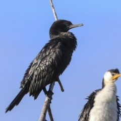 Phalacrocorax sulcirostris at Belconnen, ACT - 25 May 2020 02:42 PM