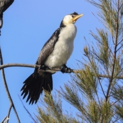 Microcarbo melanoleucos (Little Pied Cormorant) at Belconnen, ACT - 25 May 2020 by Alison Milton