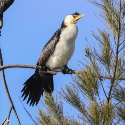 Microcarbo melanoleucos (Little Pied Cormorant) at Lake Ginninderra - 25 May 2020 by Alison Milton