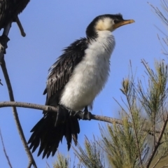 Microcarbo melanoleucos at Belconnen, ACT - 25 May 2020