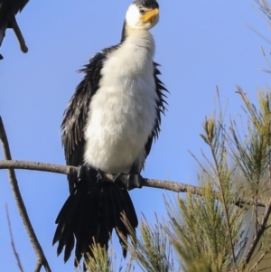 Microcarbo melanoleucos at Belconnen, ACT - 25 May 2020