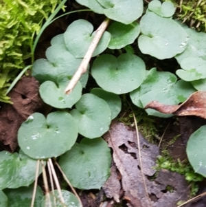 Corysanthes sp. at suppressed - suppressed