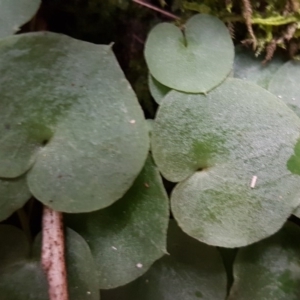 Corysanthes sp. at suppressed - suppressed