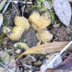 Scleroderma sp. (Scleroderma) at Belconnen, ACT - 25 May 2020 by Alison Milton