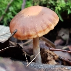 Unidentified Cap on a stem; gills below cap [mushrooms or mushroom-like] at Paddys River, ACT - 1 Jun 2020 by tpreston