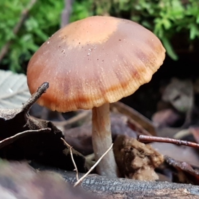 Unidentified Cap on a stem; gills below cap [mushrooms or mushroom-like] at Paddys River, ACT - 1 Jun 2020 by tpreston