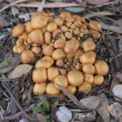 Gymnopilus junonius (Spectacular Rustgill) at Belconnen, ACT - 25 May 2020 by Alison Milton