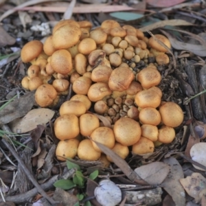 Gymnopilus junonius at Belconnen, ACT - 25 May 2020