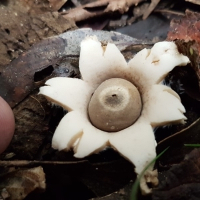 Geastrum sp. (genus) (An earthstar) at Paddys River, ACT - 1 Jun 2020 by trevorpreston