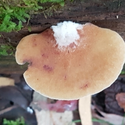 Crepidotus sp. (Crepidotus) at Tidbinbilla Nature Reserve - 1 Jun 2020 by tpreston