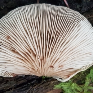 Crepidotus sp. at Paddys River, ACT - 1 Jun 2020