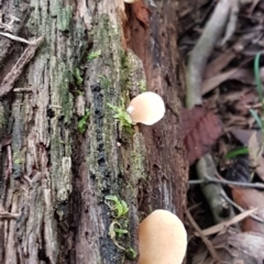 Crepidotus sp. at Paddys River, ACT - 1 Jun 2020