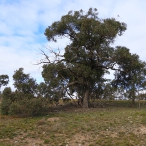 Eucalyptus macrorhyncha at Stromlo, ACT - 25 May 2020