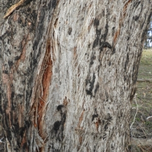 Eucalyptus macrorhyncha at Stromlo, ACT - 25 May 2020