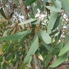 Eucalyptus macrorhyncha at Block 402 - 25 May 2020