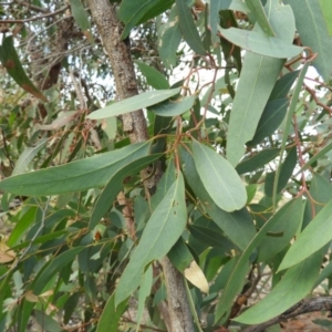 Eucalyptus macrorhyncha at Bluetts Block (402, 403, 12, 11) - 25 May 2020