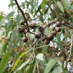 Eucalyptus macrorhyncha at Stromlo, ACT - 25 May 2020