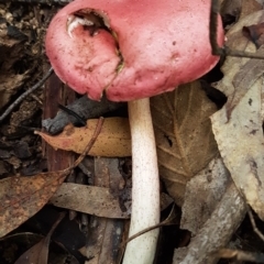 Unidentified Bolete - Fleshy texture, stem central (more-or-less) (TBC) at Paddys River, ACT - 1 Jun 2020 by tpreston