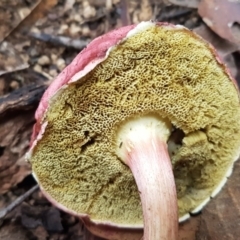 Boletellus sp. (genus) at Paddys River, ACT - 1 Jun 2020