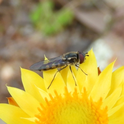 Melangyna viridiceps (Hover fly) at Stromlo, ACT - 25 May 2020 by MatthewFrawley