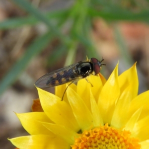 Melangyna viridiceps at Stromlo, ACT - 25 May 2020