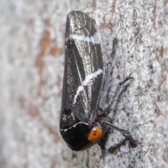 Eurymeloides bicincta (Gumtree hopper) at Hackett, ACT - 29 May 2020 by TimL