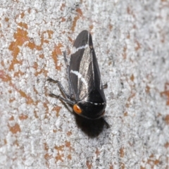 Eurymeloides bicincta at Hackett, ACT - 29 May 2020