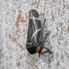 Eurymeloides bicincta at Hackett, ACT - 29 May 2020