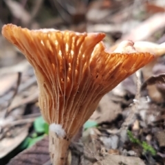 Unverified Cap on a stem; gills below cap [mushrooms or mushroom-like] at Paddys River, ACT - 1 Jun 2020 by trevorpreston