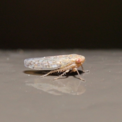 Cicadellidae (family) (Unidentified leafhopper) at Acton, ACT - 29 May 2020 by TimL