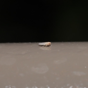 Cicadellidae (family) at Acton, ACT - 29 May 2020