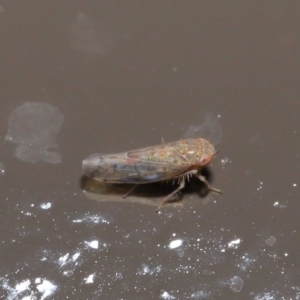 Cicadellidae (family) at Acton, ACT - 29 May 2020 02:00 PM