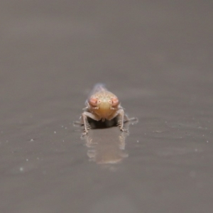 Cicadellidae (family) at Acton, ACT - 29 May 2020