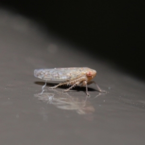 Cicadellidae (family) at Acton, ACT - 29 May 2020 02:00 PM