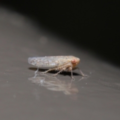 Cicadellidae (family) at Acton, ACT - 29 May 2020