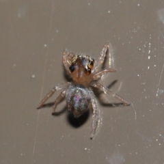 Prostheclina sp (genus) (A jumping spider) at Acton, ACT - 29 May 2020 by TimL